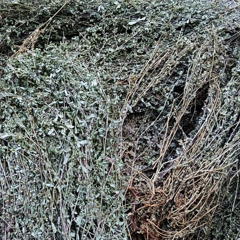 地锦草/通奶草 清热解毒 凉血止血 利湿退黄 亚洲商店11