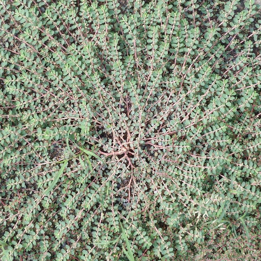 地锦草/通奶草 清热解毒 凉血止血 利湿退黄 亚洲商店11