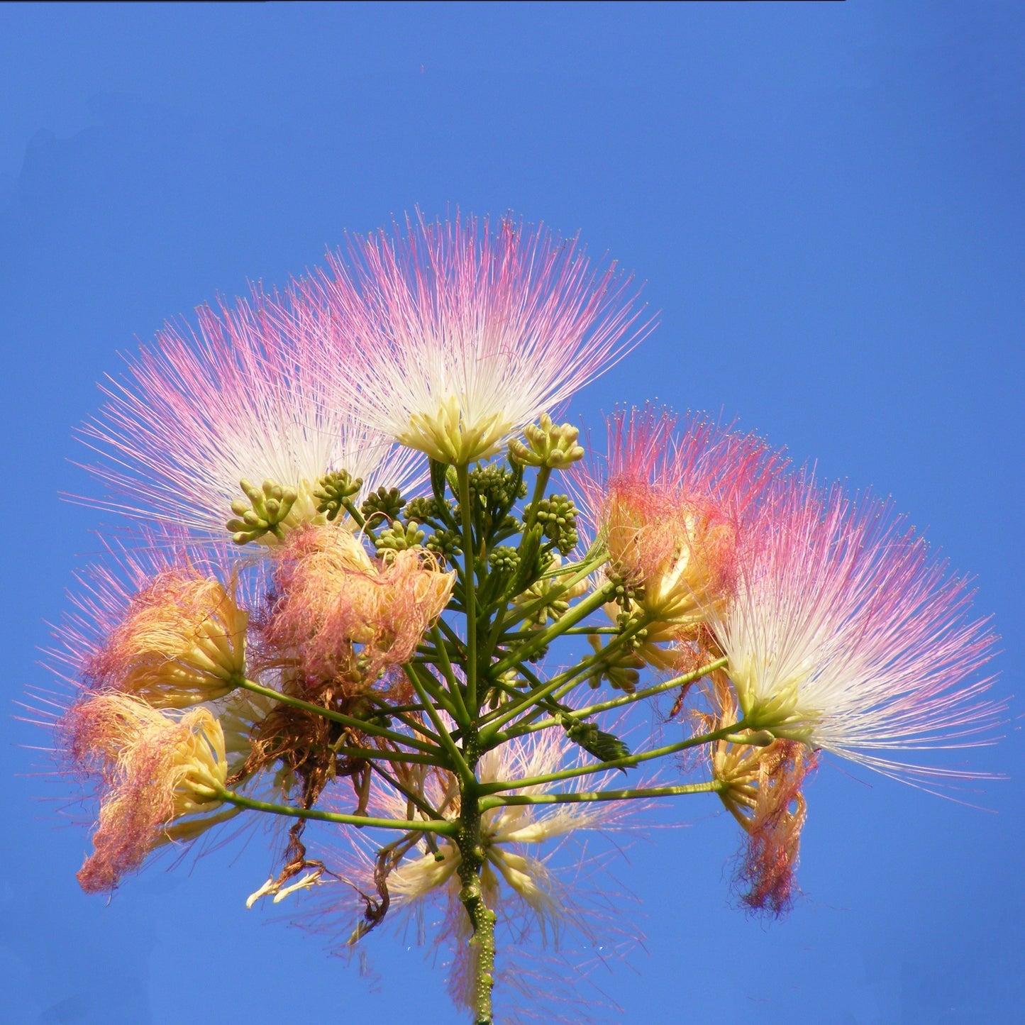 天然合欢花 夜合花泡水解郁安神、疏肝理气
