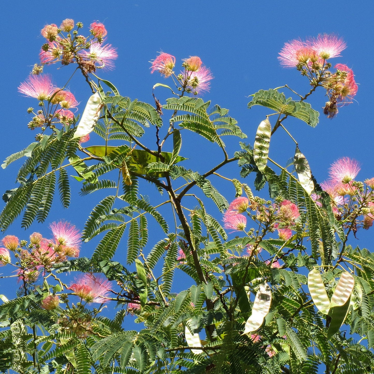 天然合欢花 夜合花泡水解郁安神、疏肝理气