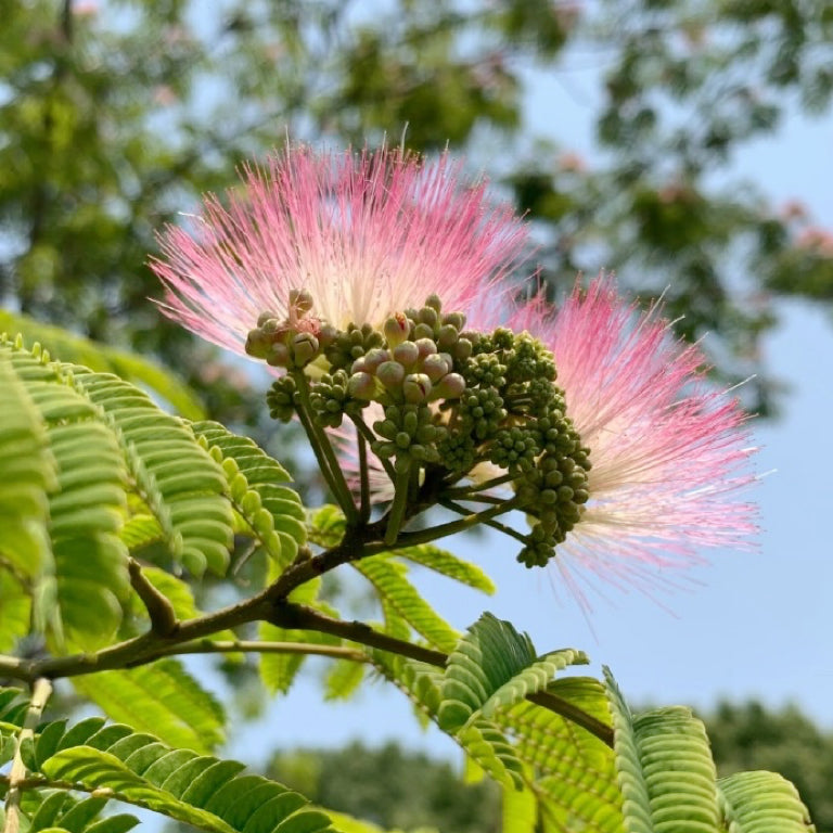 天然合欢花蕾 解郁安神、活血化瘀、消肿止痛
