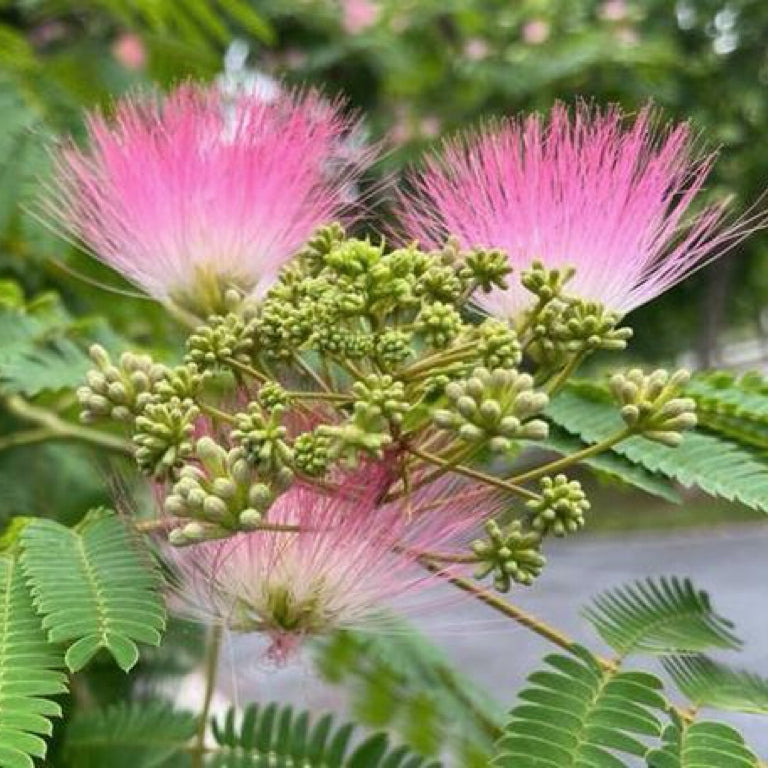 天然合欢花蕾 解郁安神、活血化瘀、消肿止痛