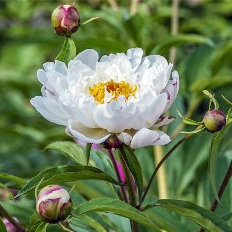 中药材炒白芍 泡水健脾和胃、养血敛阴、柔肝止痛