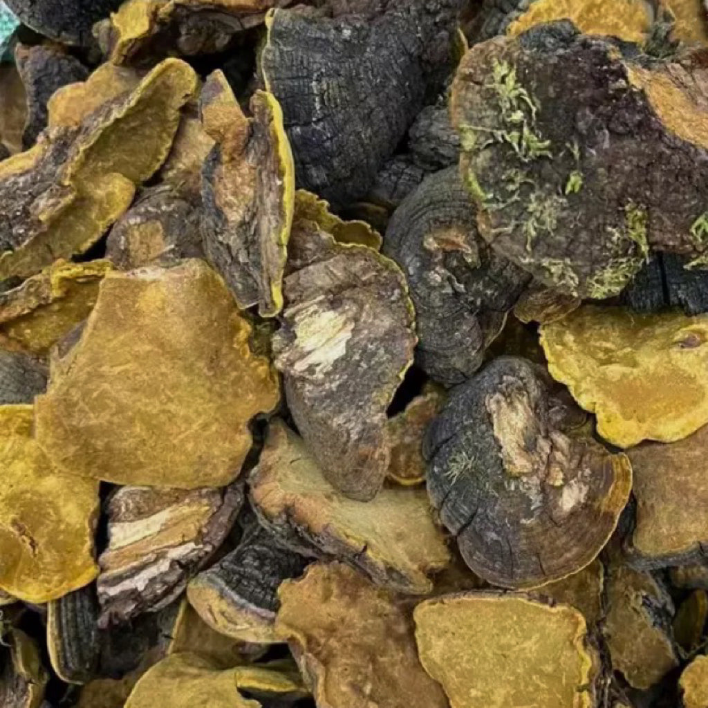 西藏野生岩桑黄 利五脏、活血化瘀、抗肿瘤、延缓衰老