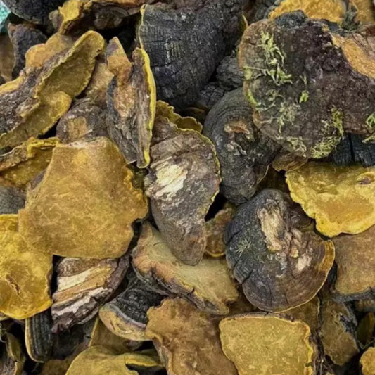 西藏野生岩桑黄 利五脏、活血化瘀、抗肿瘤、延缓衰老