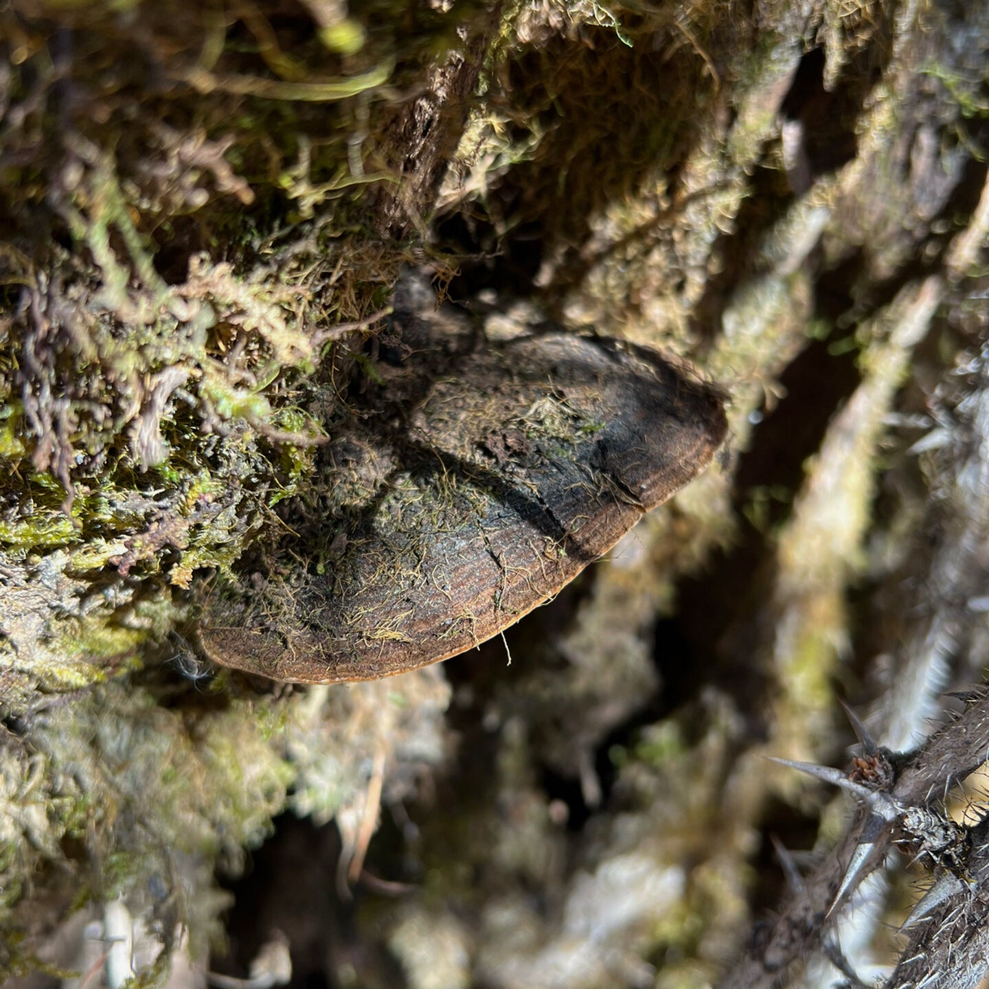 西藏野生岩桑黄 利五脏、活血化瘀、抗肿瘤、延缓衰老