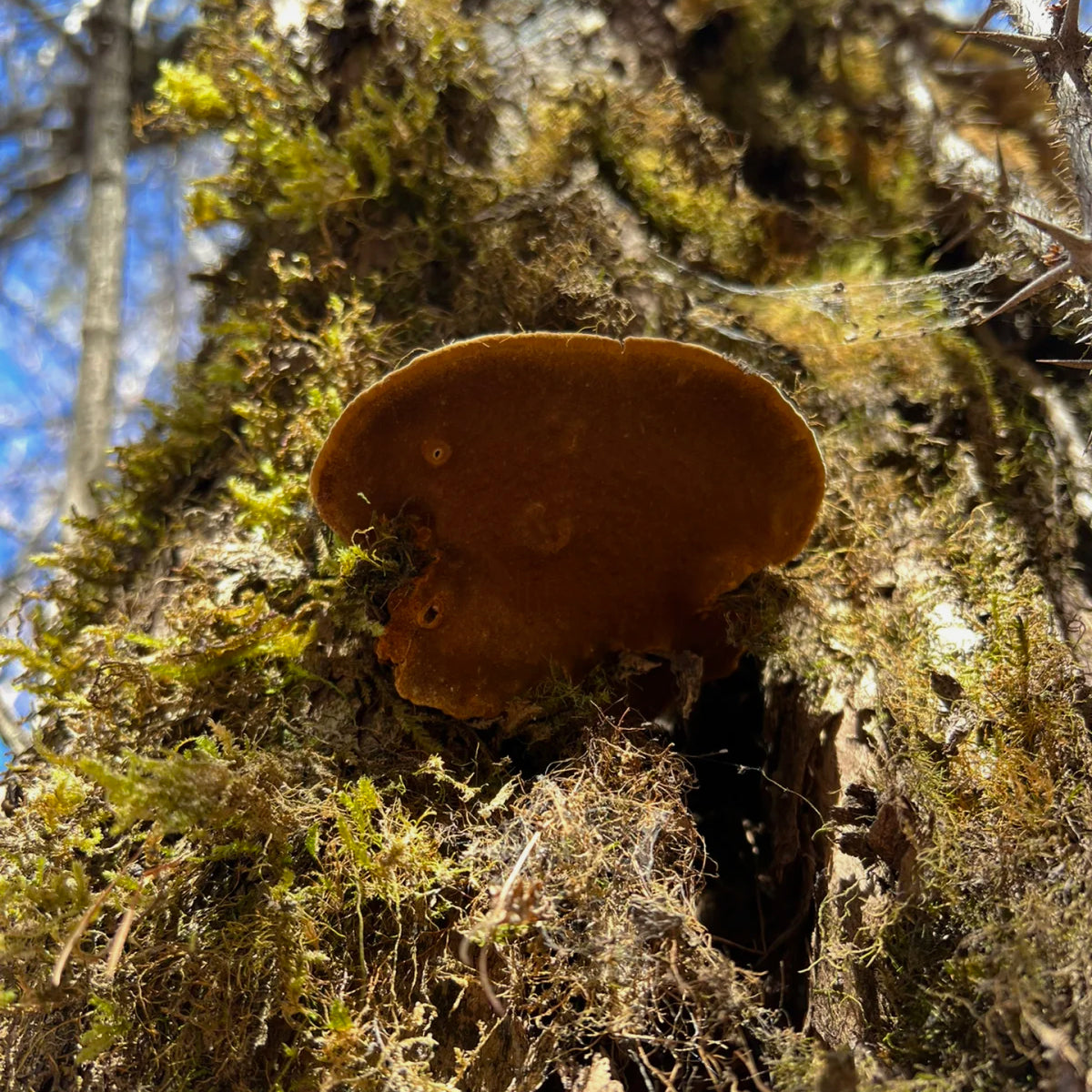 西藏野生岩桑黄 利五脏、活血化瘀、抗肿瘤、延缓衰老