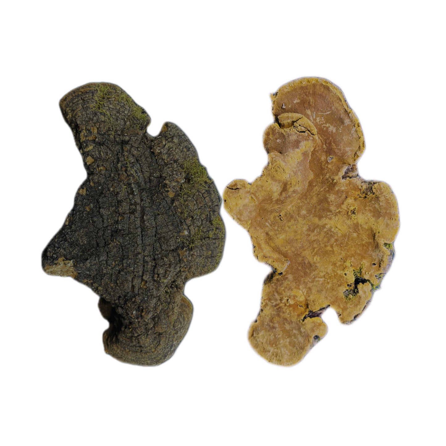 西藏野生岩桑黄 利五脏、活血化瘀、抗肿瘤、延缓衰老