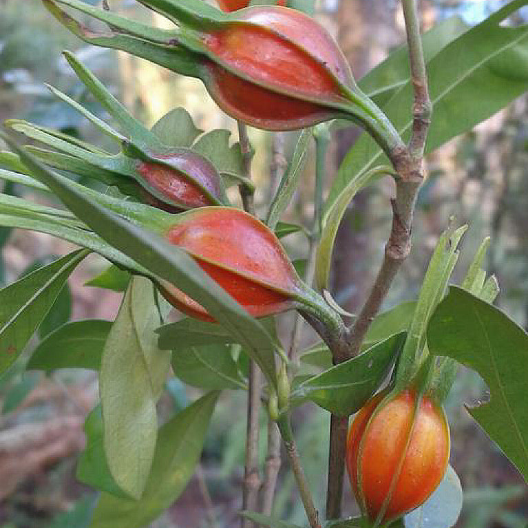 山栀子16oz盐焗鸡天然上色绝配 清肝明目、泻火除烦、凉血止血、消肿活络 亚洲商店11