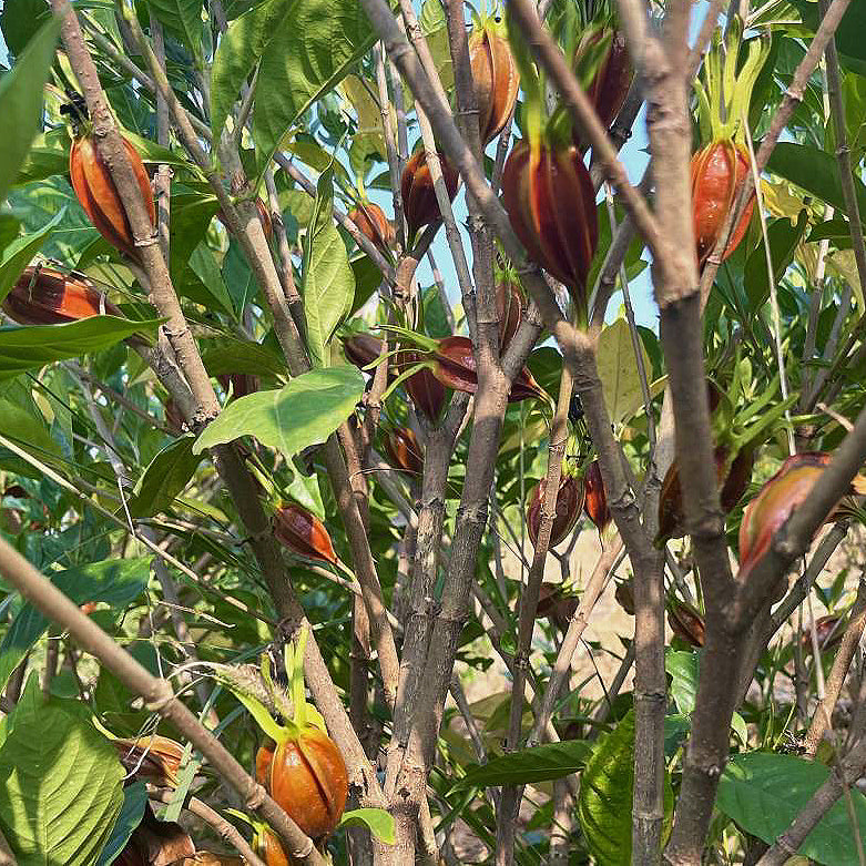 山栀子16oz盐焗鸡天然上色绝配 清肝明目、泻火除烦、凉血止血、消肿活络 亚洲商店11