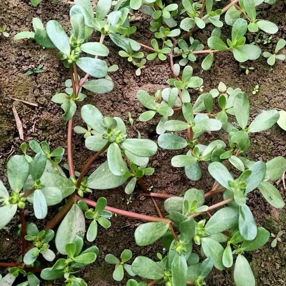 天然马齿苋 清解热毒、利湿通淋、降糖降脂 亚洲商店11