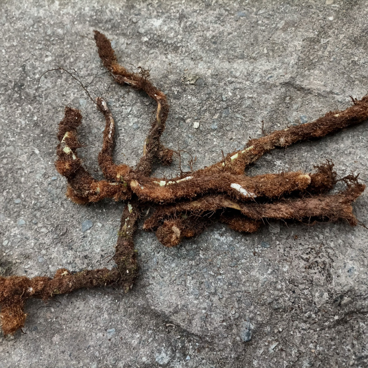 正品野生骨碎补 活血化淤、疗伤止痛、补肾强骨 亚洲商店11