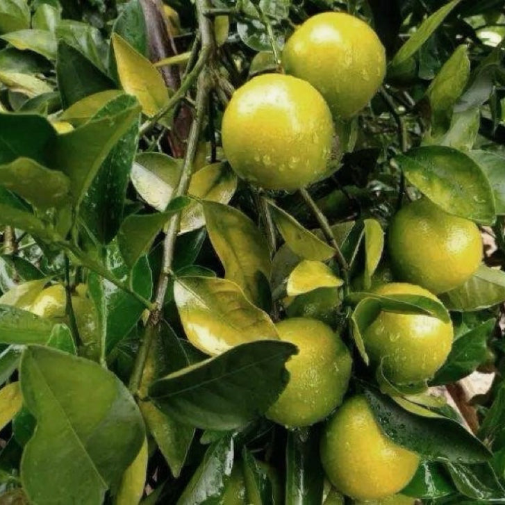 炒酸橙枳壳 泡水行气开胸、宽中消胀、健脾消食 亚洲商店11