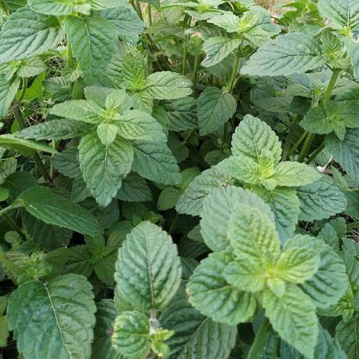 中草药苏薄荷 泡水疏散风热、清利头目、疏肝行气