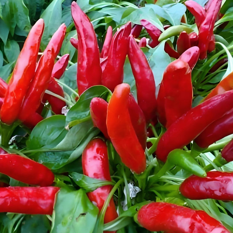 河南特香三撄椒（朝天椒）红干辣椒