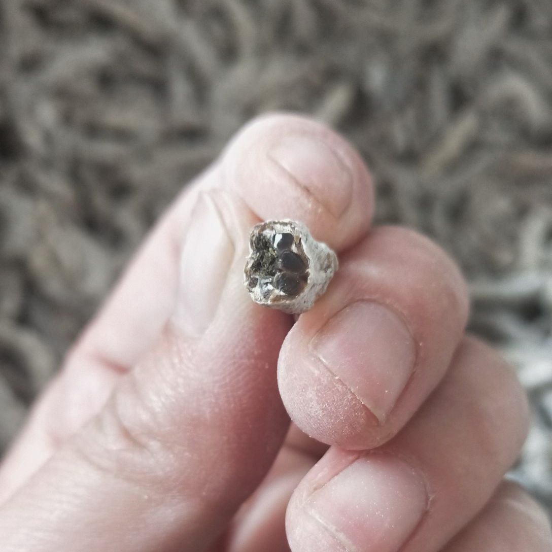 中药材特级白僵蚕 熄风止痉、祛风止痛、化痰散结