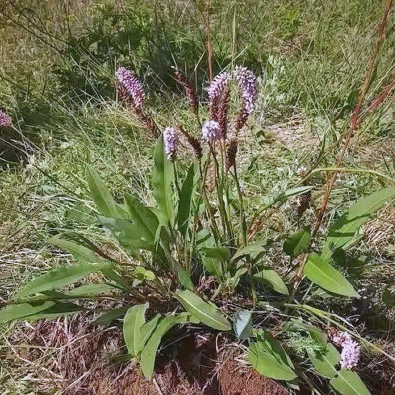 中草药野生草血竭 活血散瘀、消肿止痛、收敛止泻