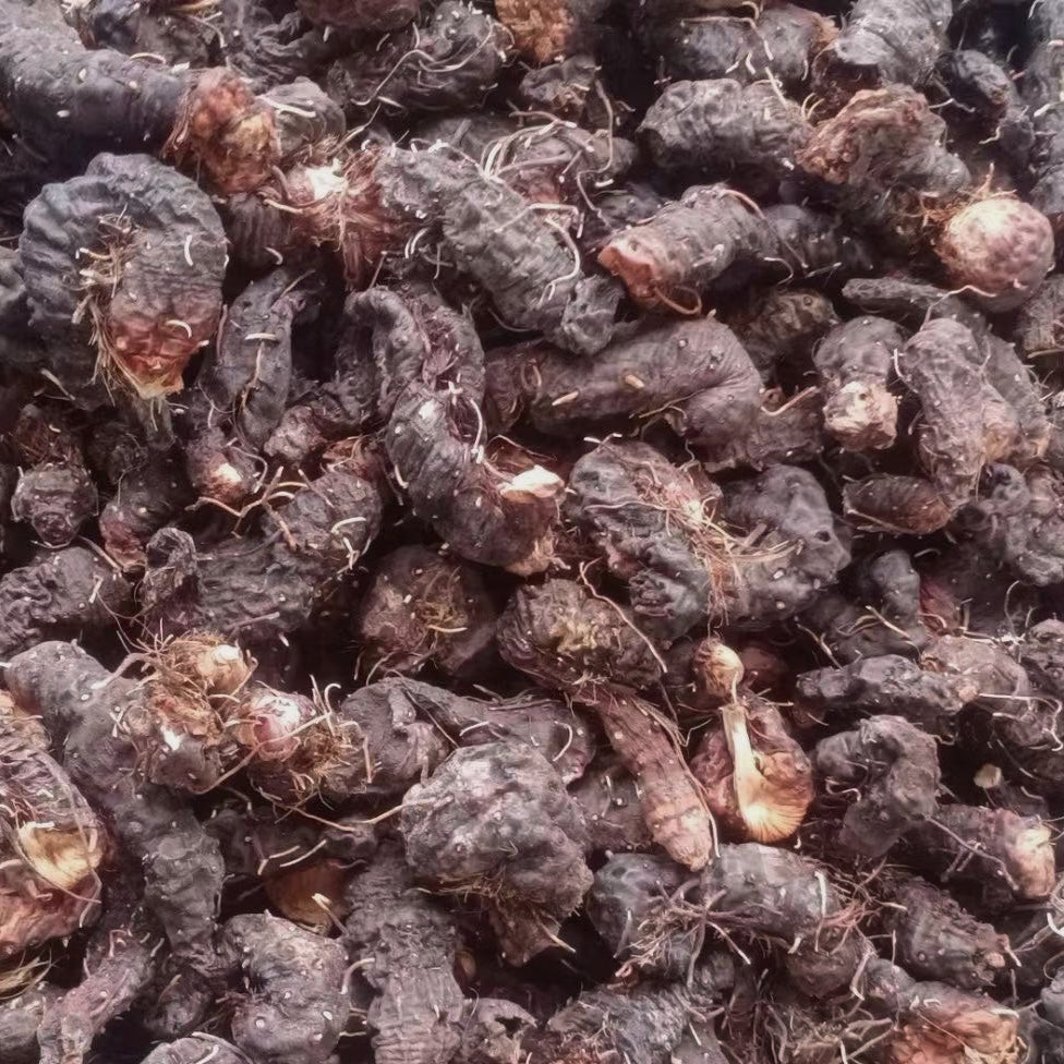 中草药野生草血竭 活血散瘀、消肿止痛、收敛止泻