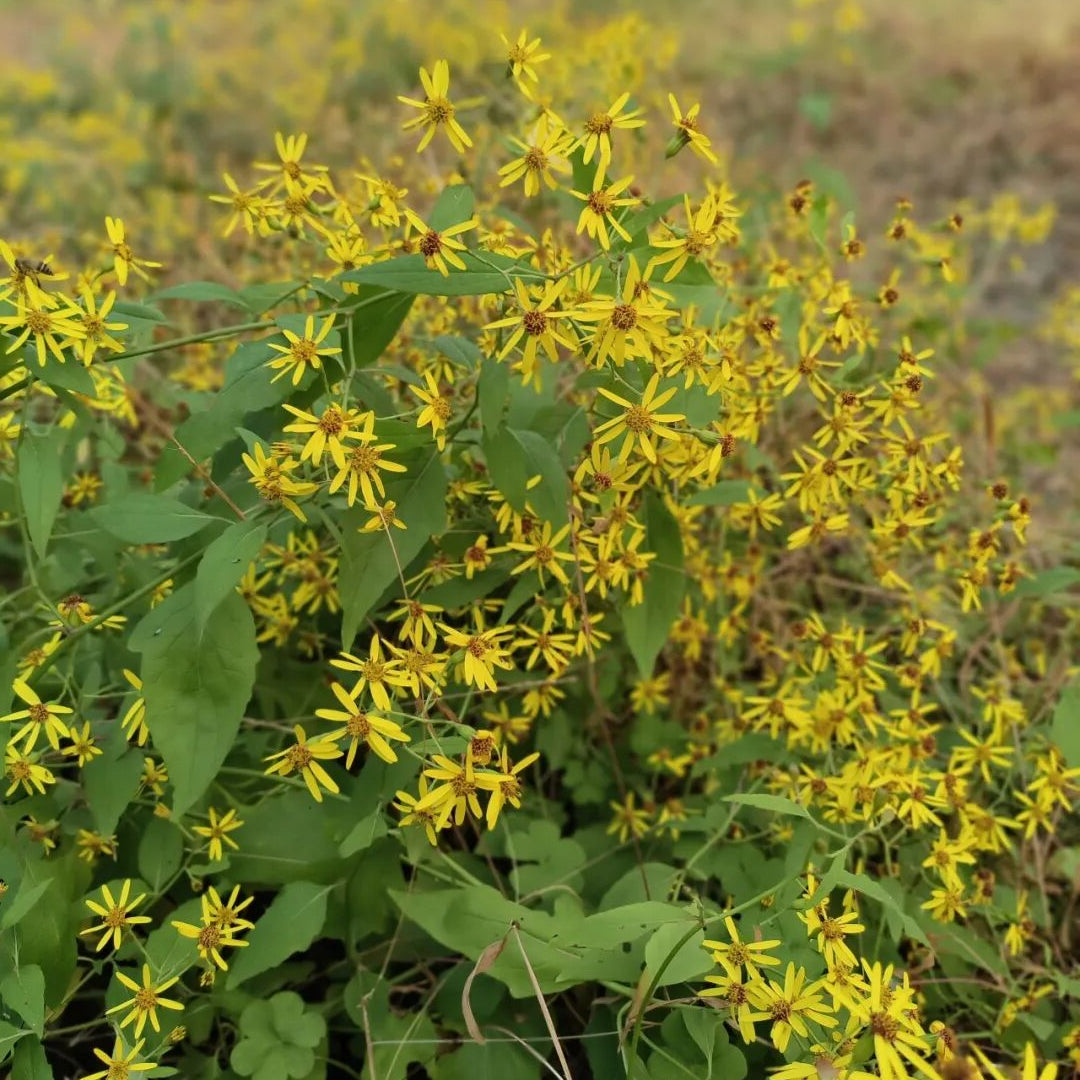 中草药天然千里光 清热解毒、清肝明目、祛风除湿