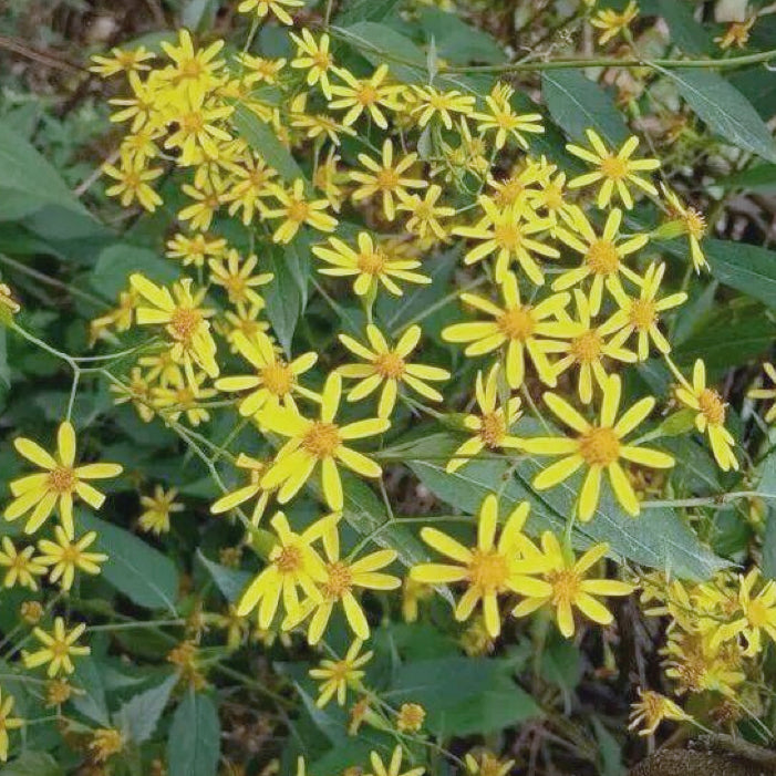 中草药天然千里光 清热解毒、清肝明目、祛风除湿