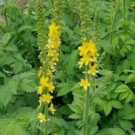 中草药仙鹤草 收敛止血 抗炎杀菌 截疟止痢 亚洲商店11