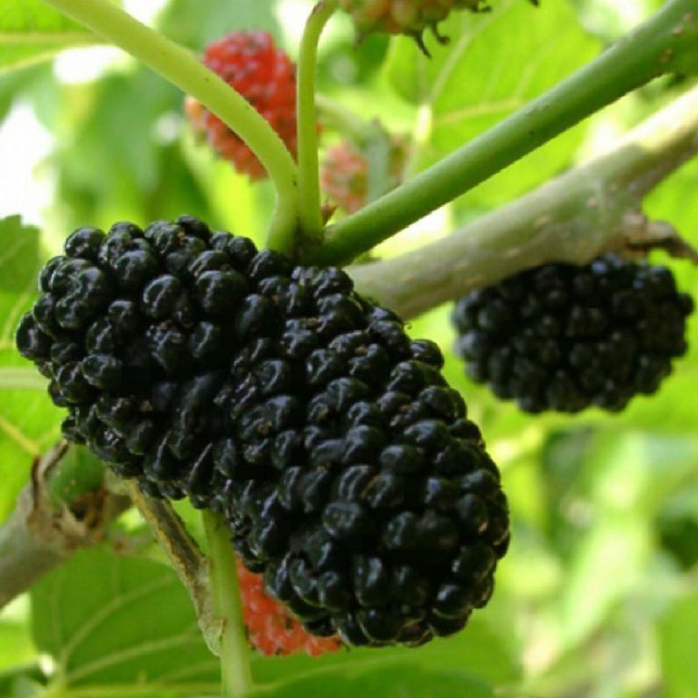 天然桑白皮 镇咳、祛痰、平喘、消肿 亚洲商店11