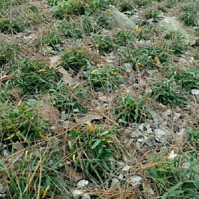 仿野生米斛4oz 清热滋阴 益胃生津